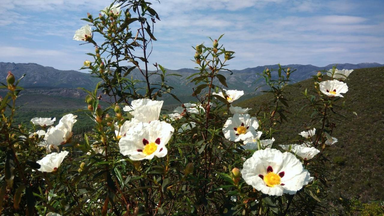 Casa Rural La Colmena Del Geoparque Navatrasierra Eksteriør bilde
